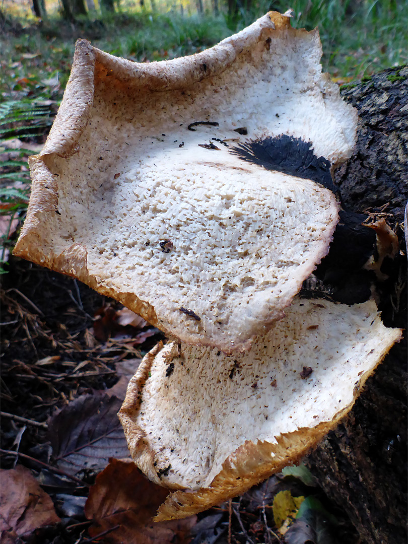 Dryad's saddle