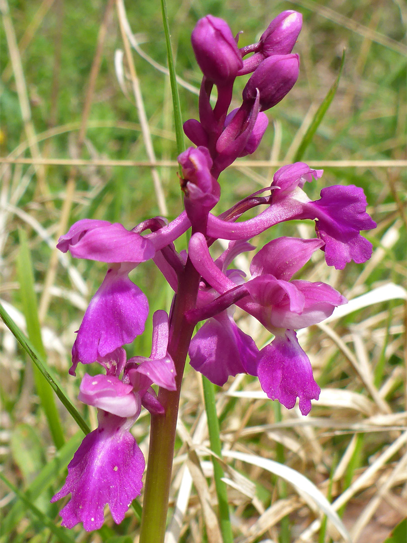 Early purple orchid