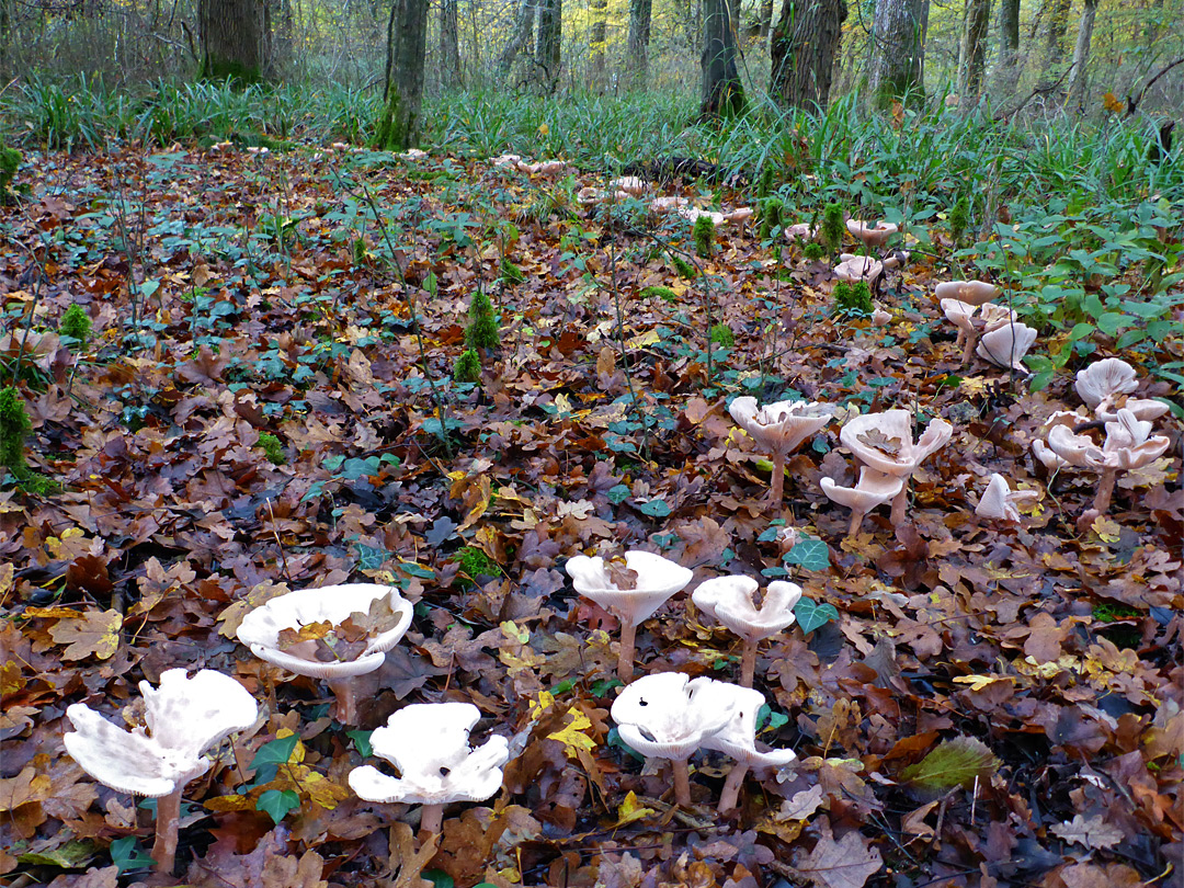 Fairy ring