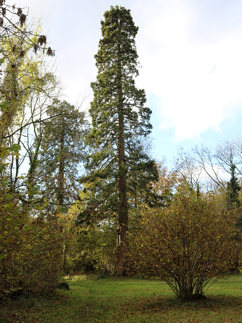 Giant redwood