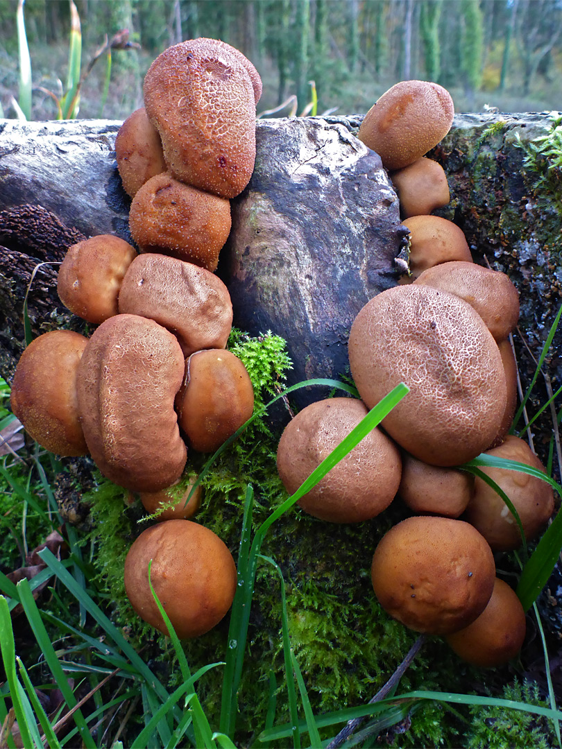 Stump puffball