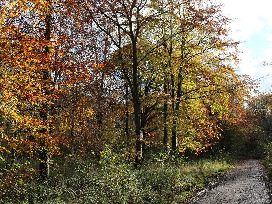 Woodland track