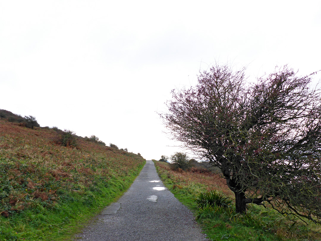 Track and tree