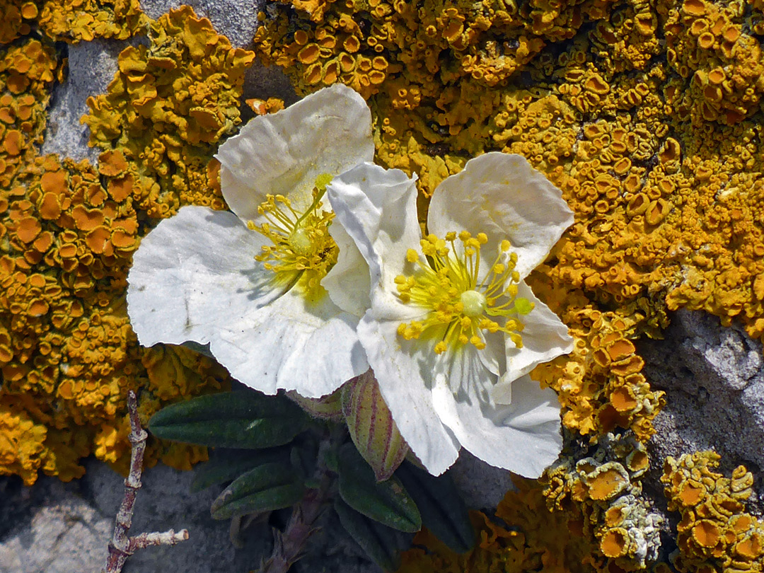 Maritime sunburst lichen