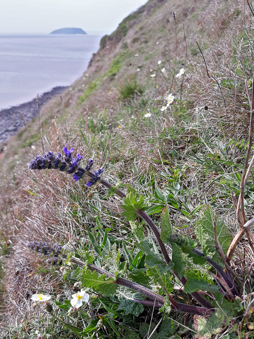 Wild clary and rock rose