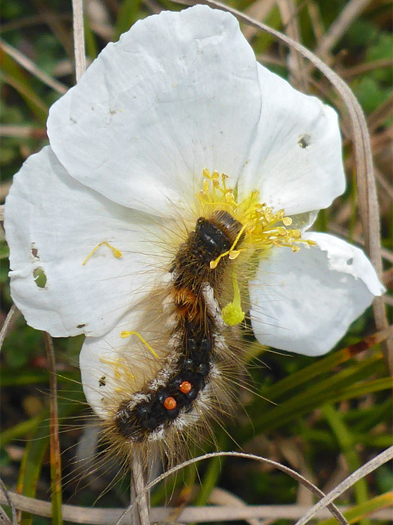 Brown tail moth