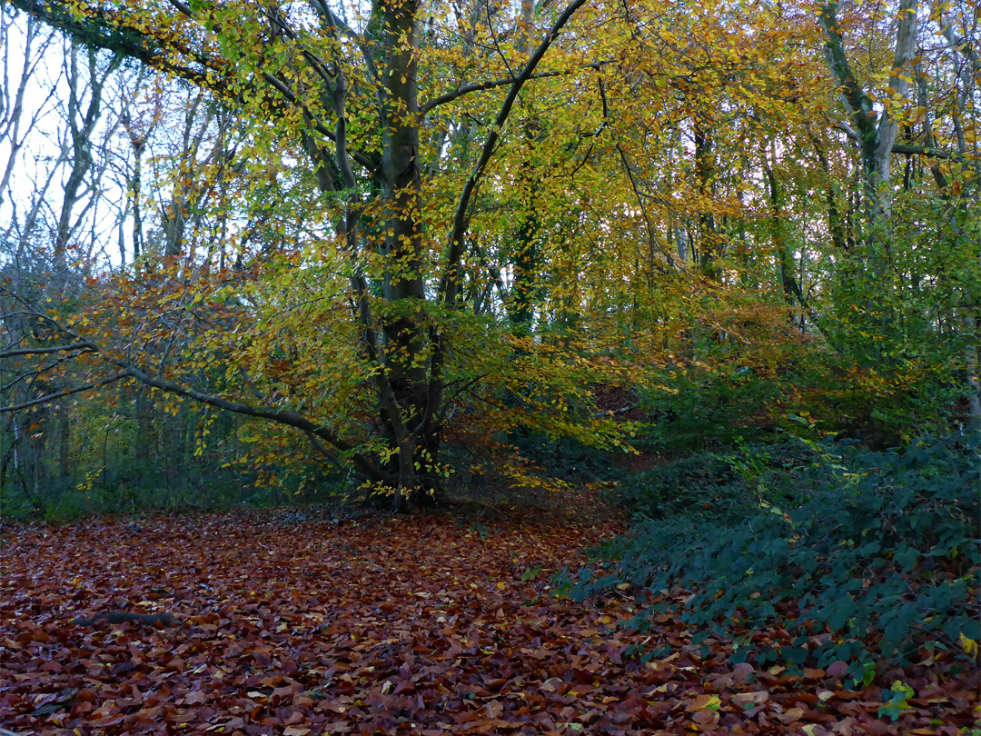 Autumnal woodland