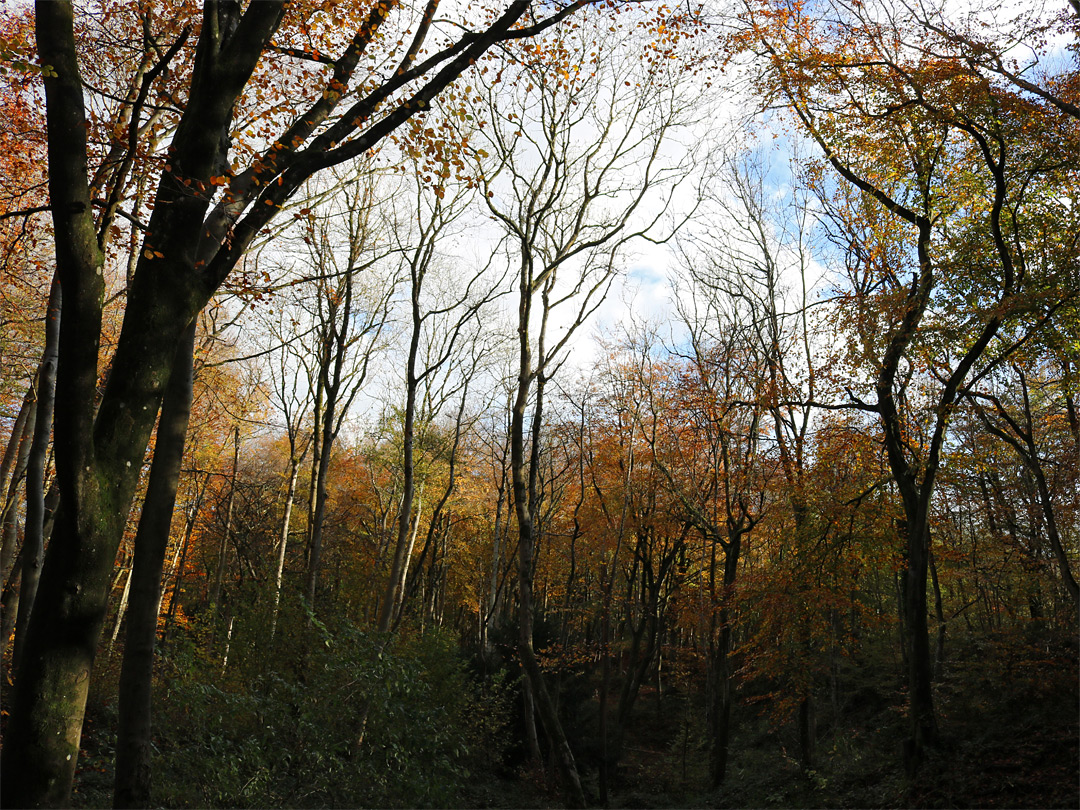 Dense woodland