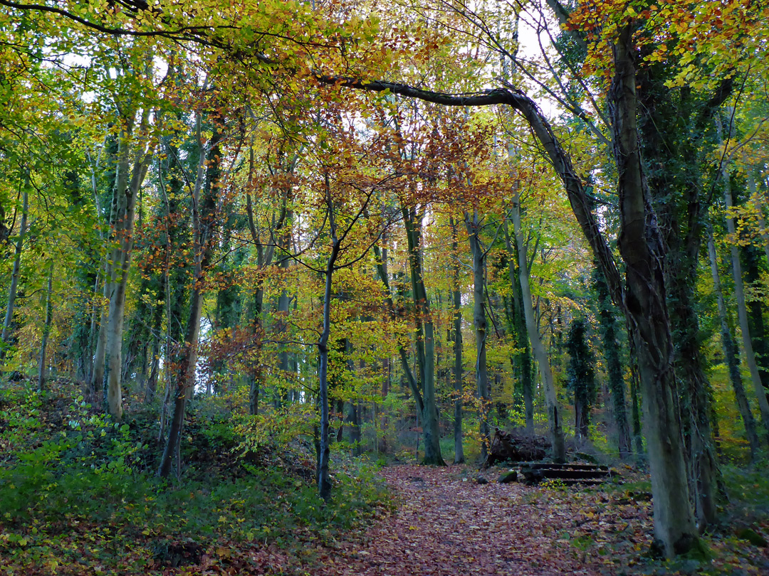 Leaves on a path