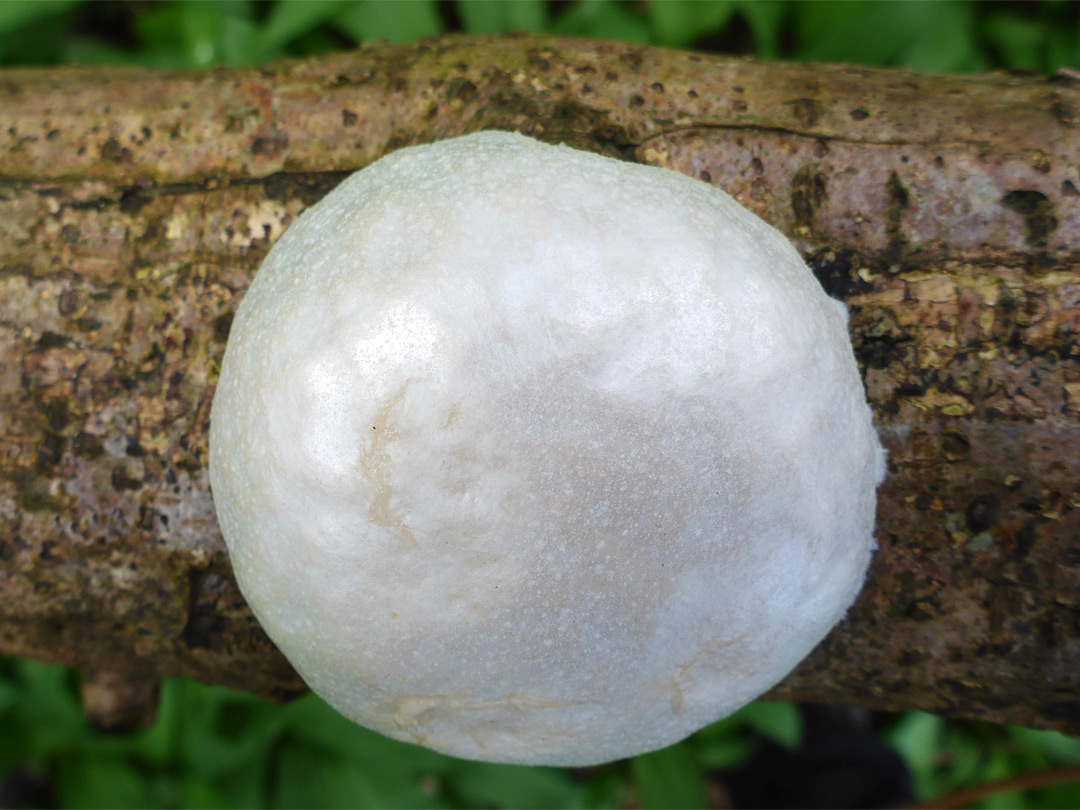 False puffball