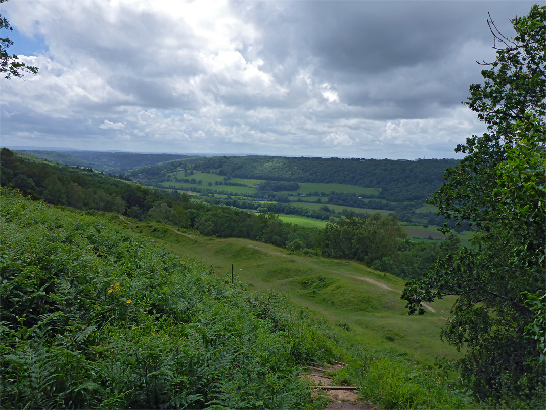 Calcareous grassland