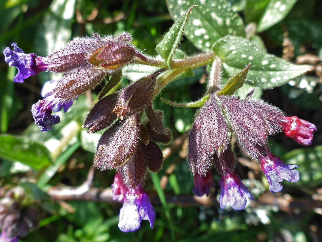 Lungwort