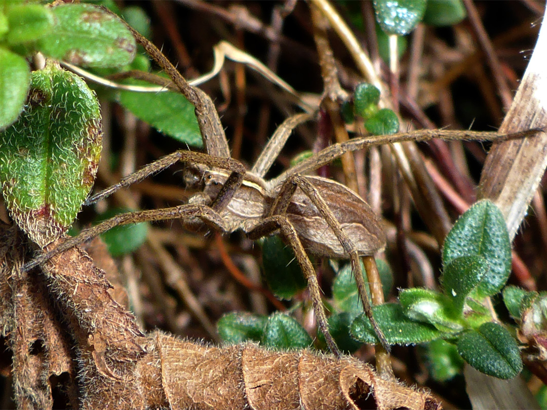 Nursery web spider