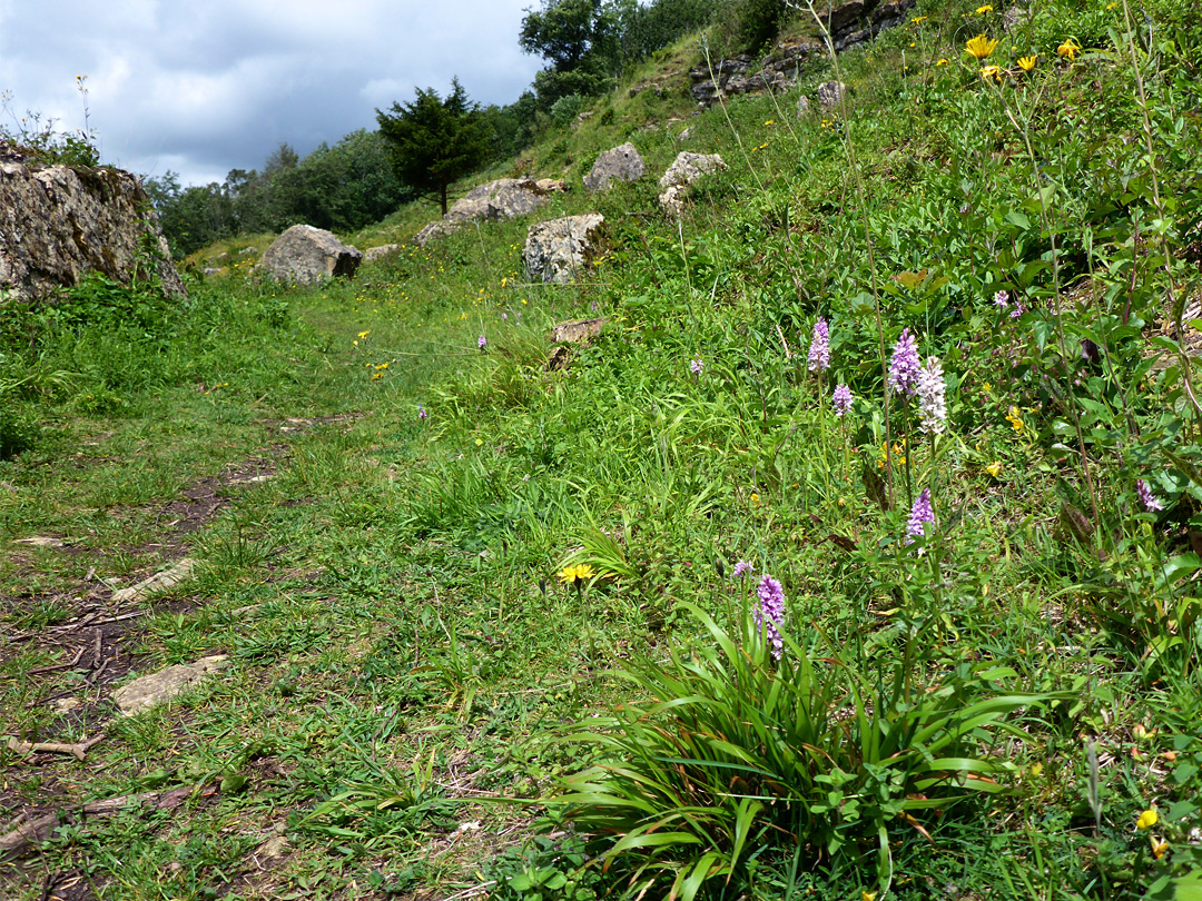 Path past orchids