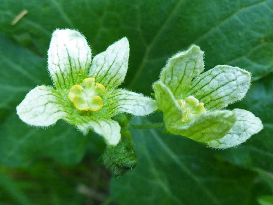 White bryony