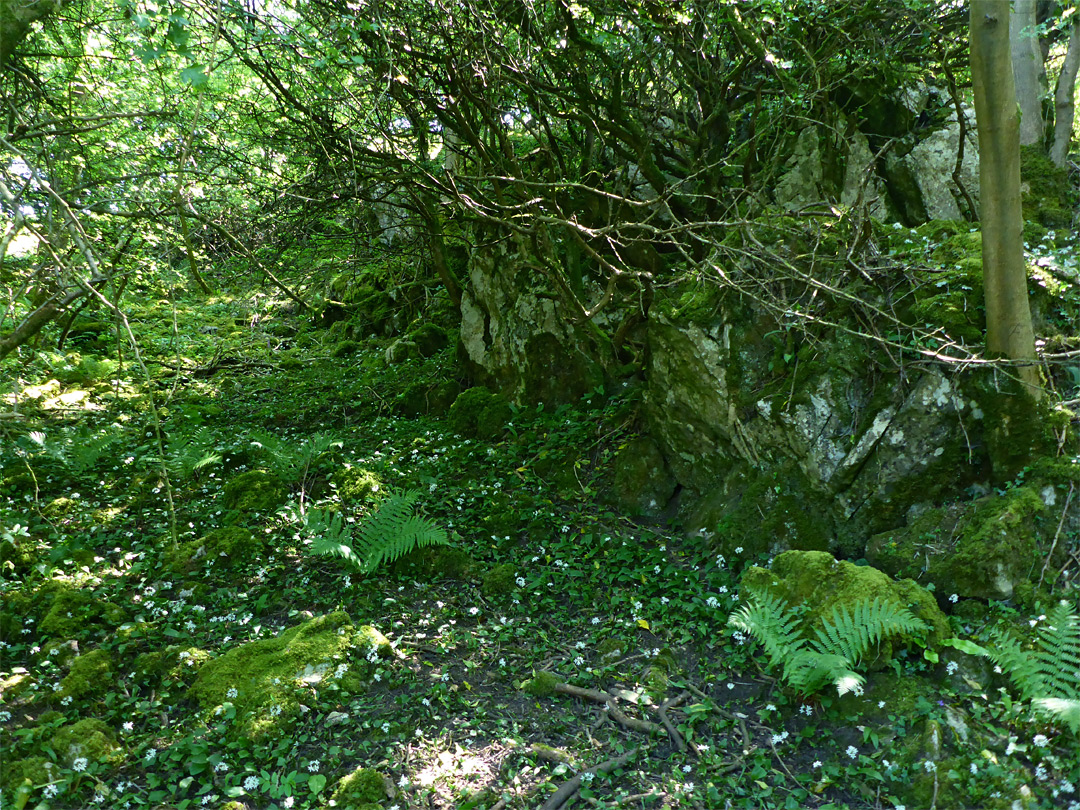 Woodland and rocks