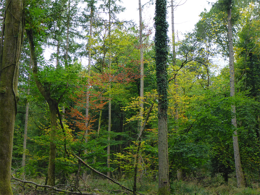 Autumnal trees