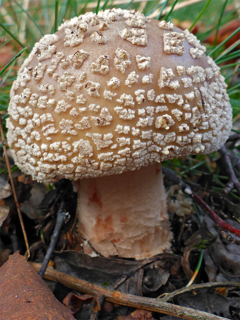 Amanita