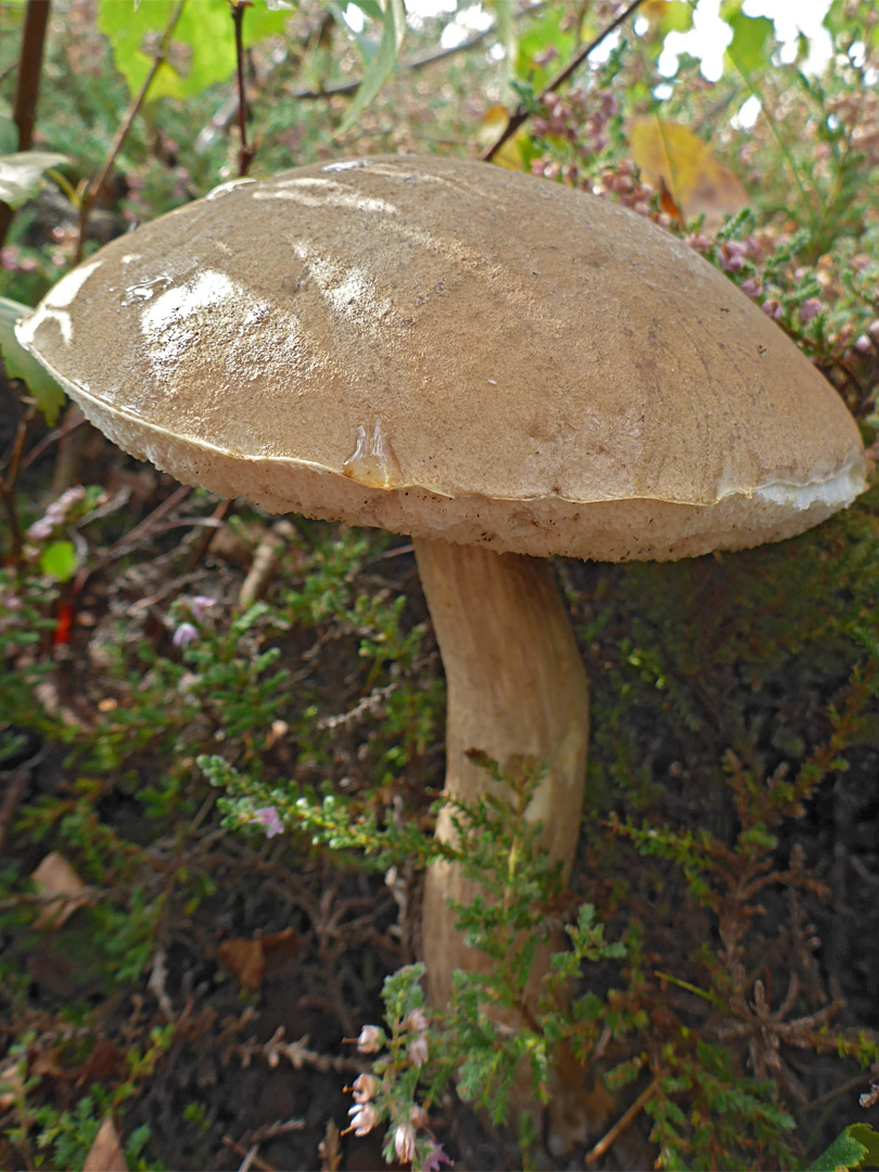 Brown birch bolete