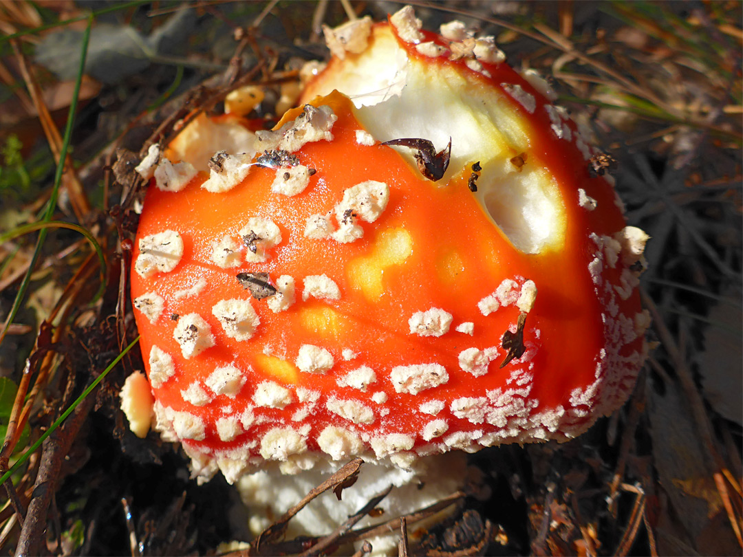 Fly agaric