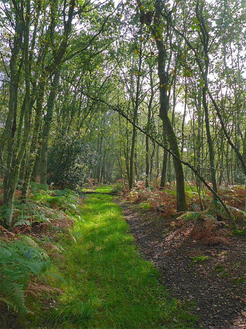 Grassy path