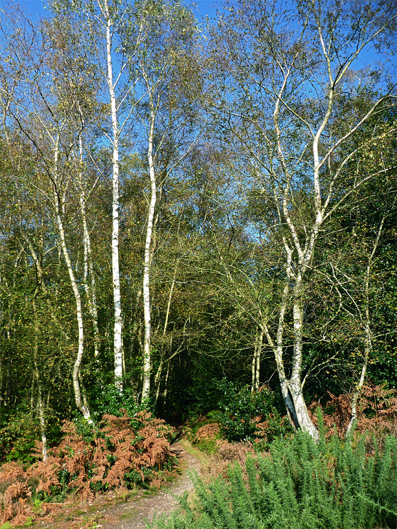 Path through the trees