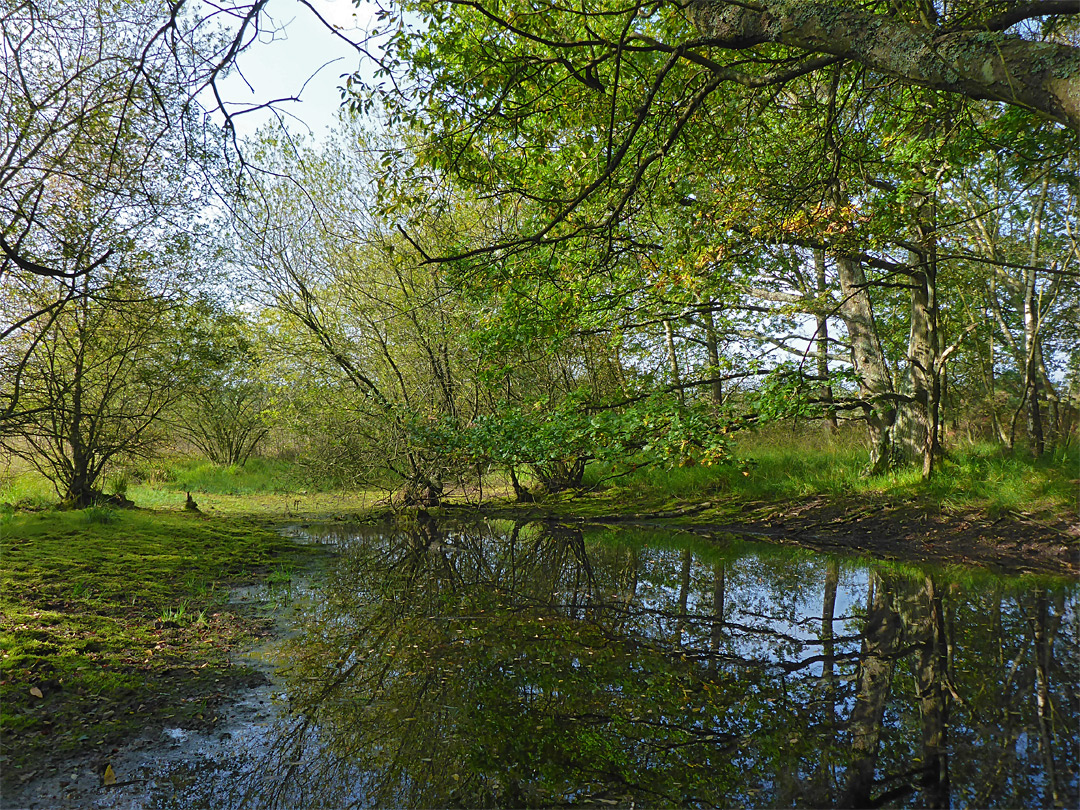 Woodland pond