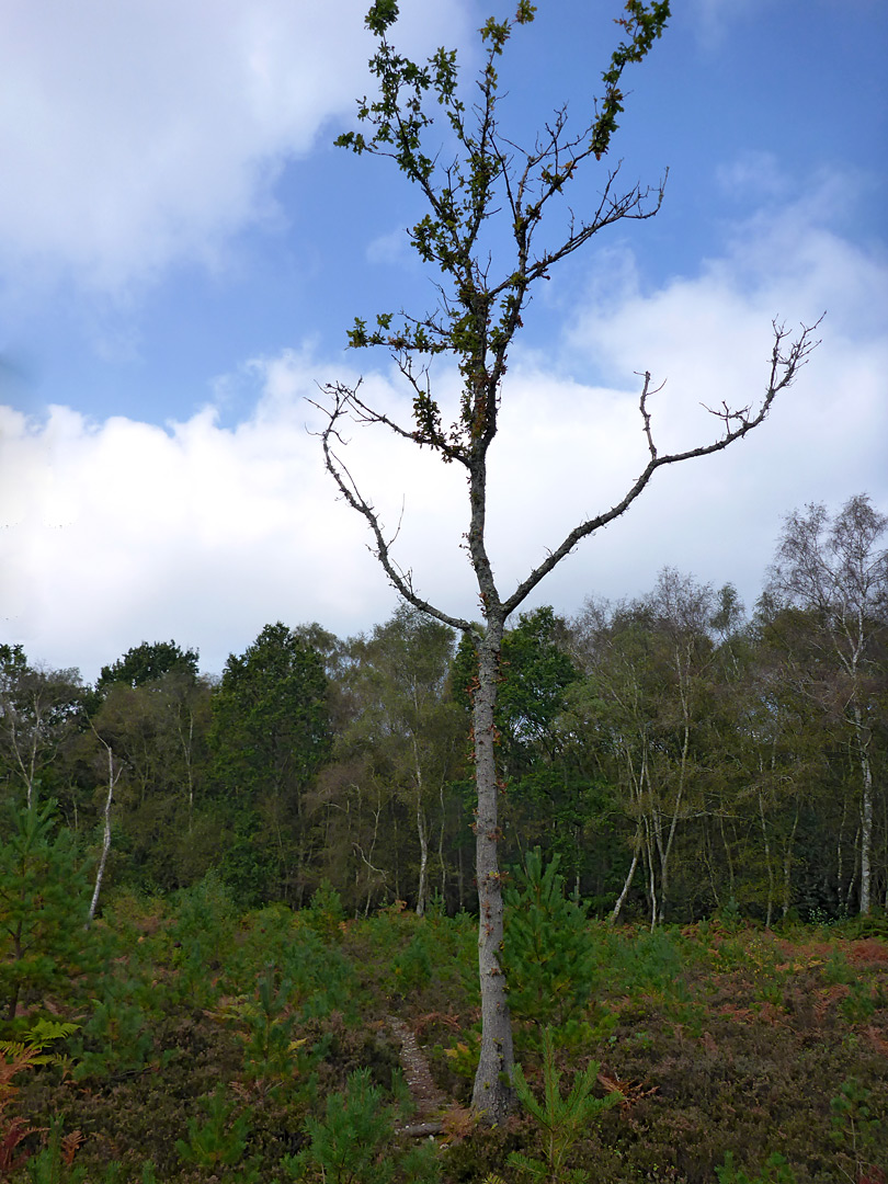 Lone tree