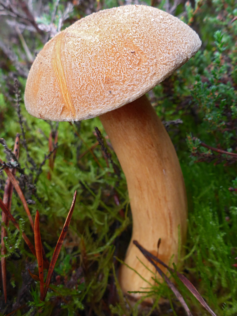 Velvet bolete