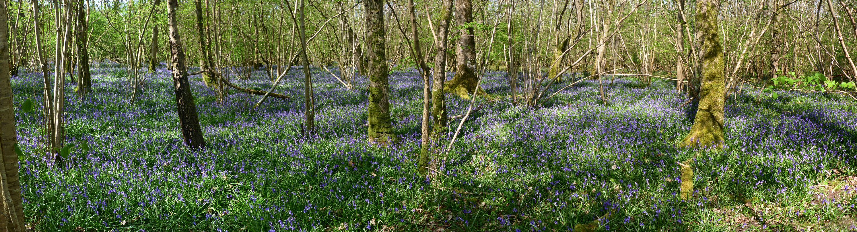 Bluebell panorama