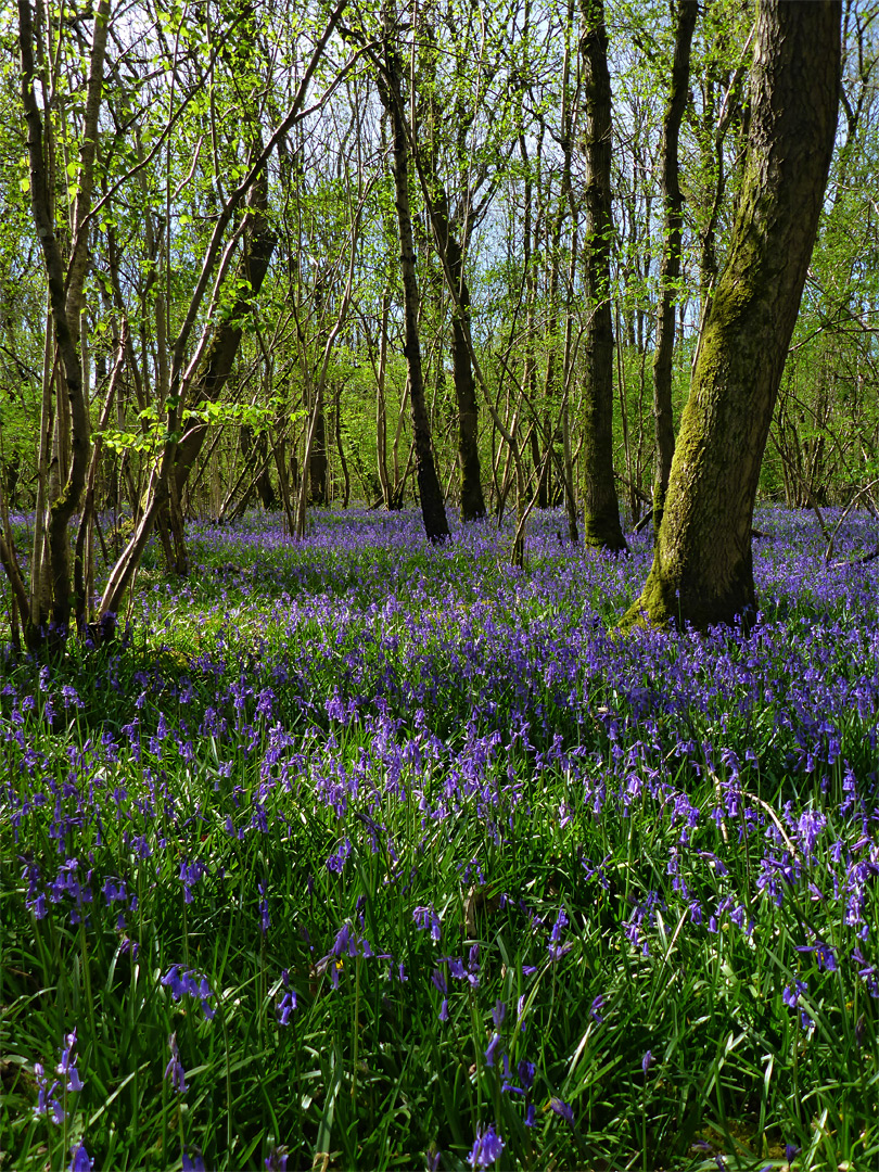 Many bluebells