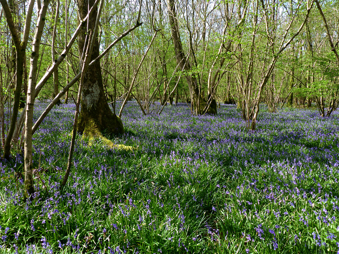 Hazel and bluebells