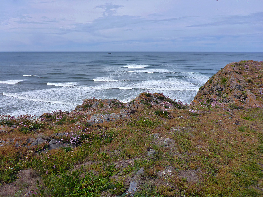 Sea thrift