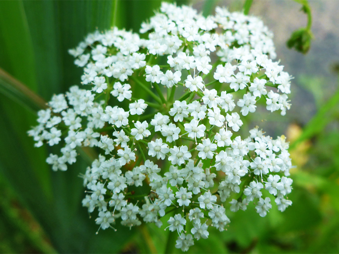 Lesser water-parsnip