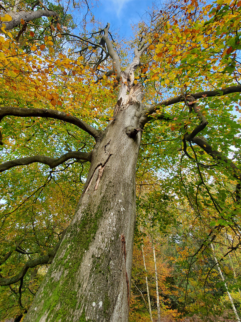 Damaged beech