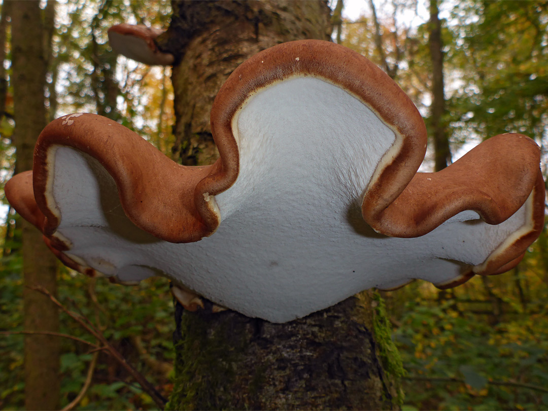 Birch polypore