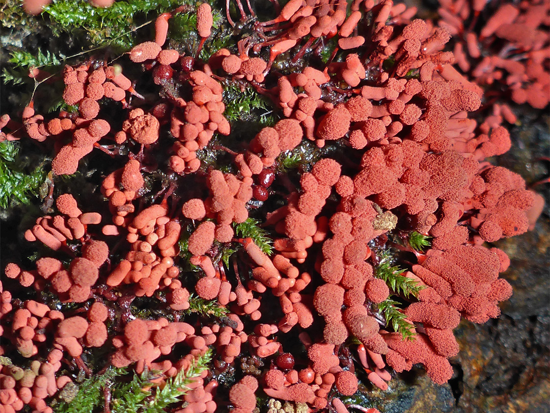 Carnival candy slime mold