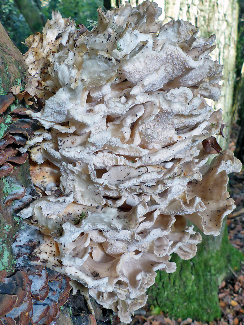 Tooth fungus