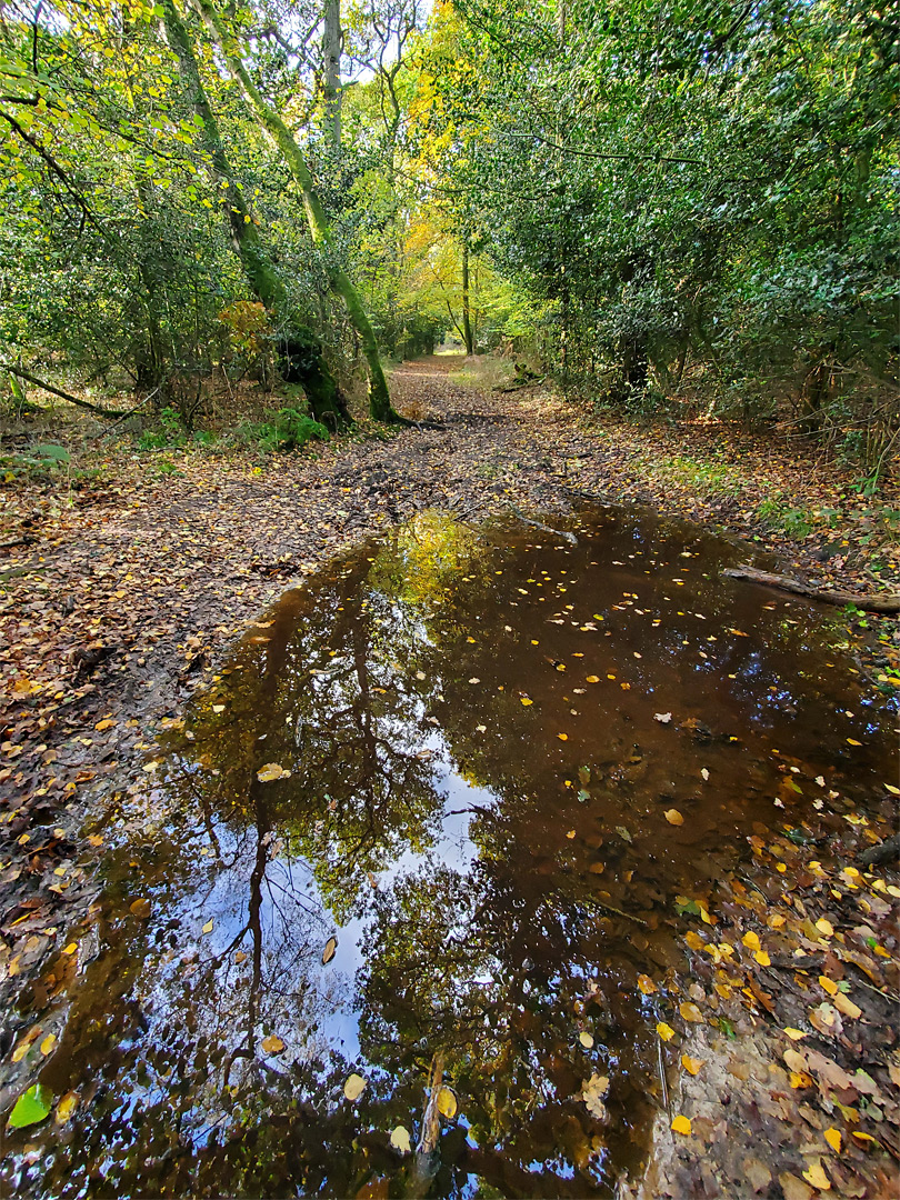 Reflections on a puddle