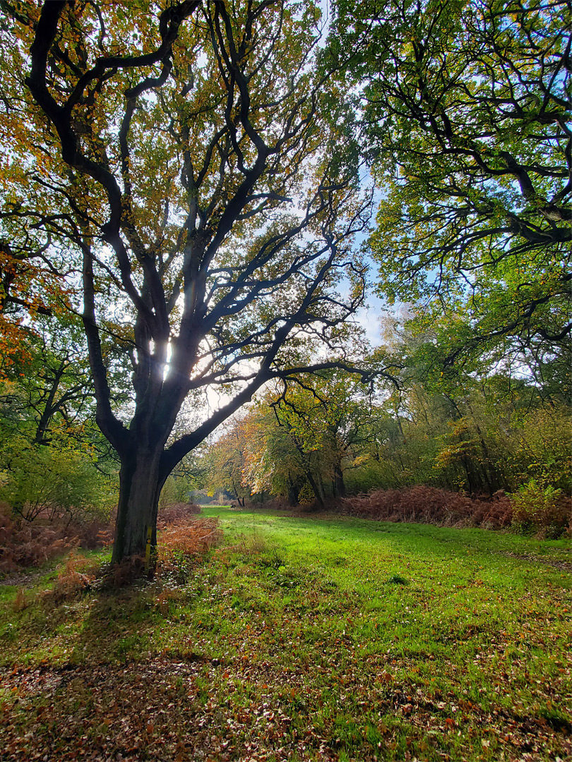 Tree and track