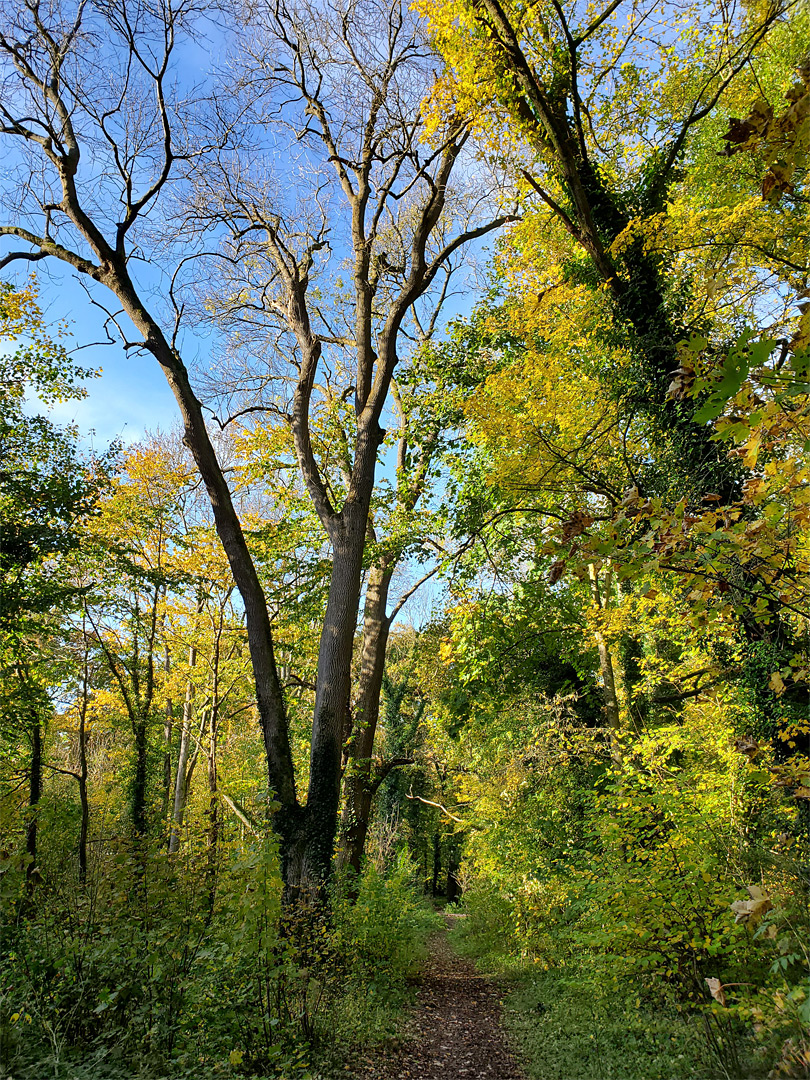 Pathway