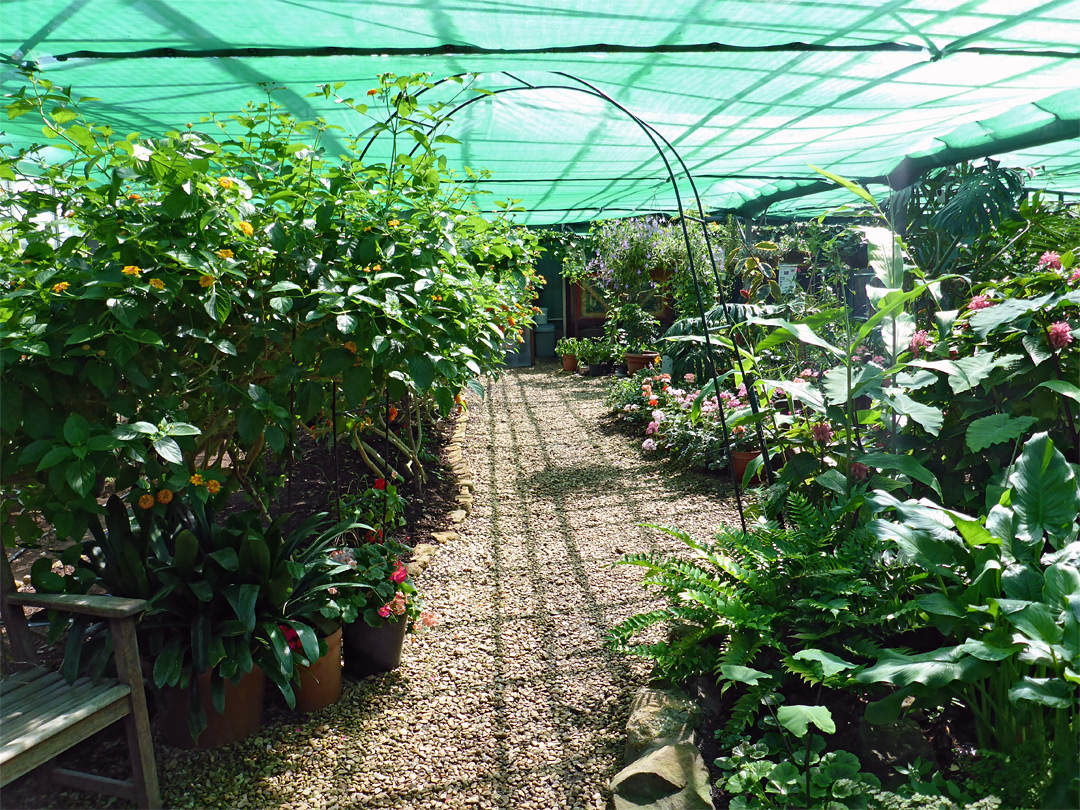 Path in the Butterfly House