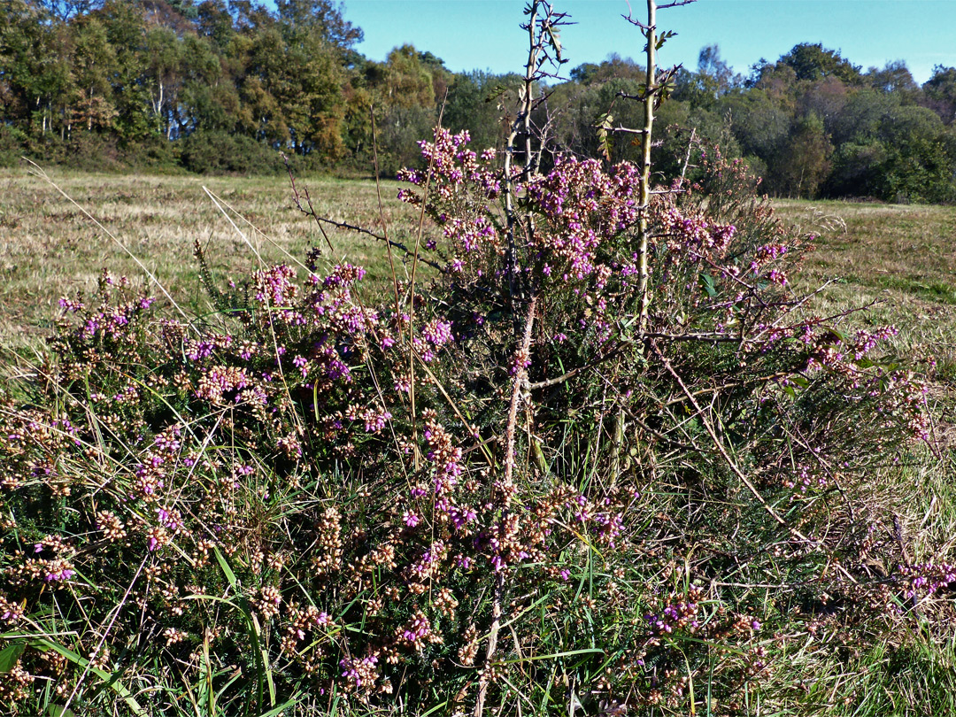 Ling heather