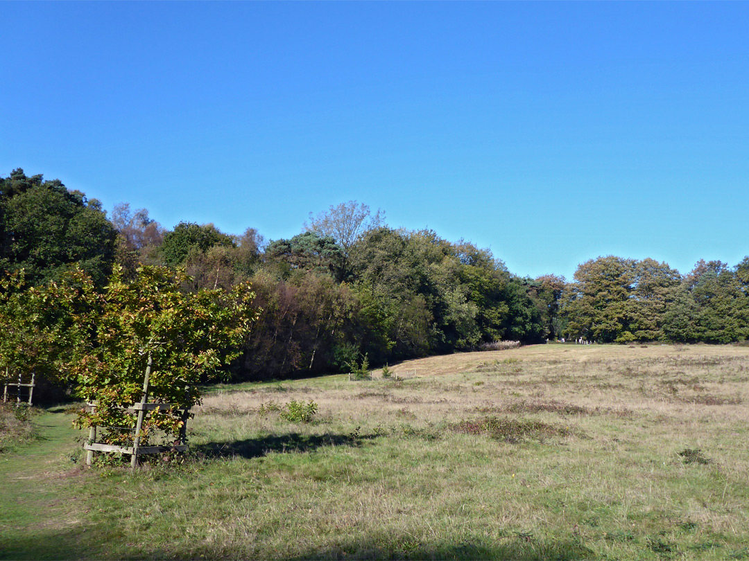 The Meadow