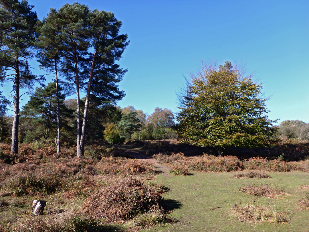 Path across the heath