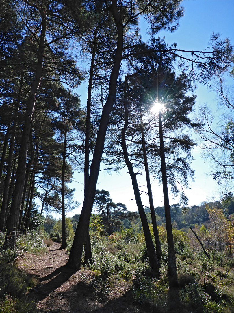 Edge of North Heath