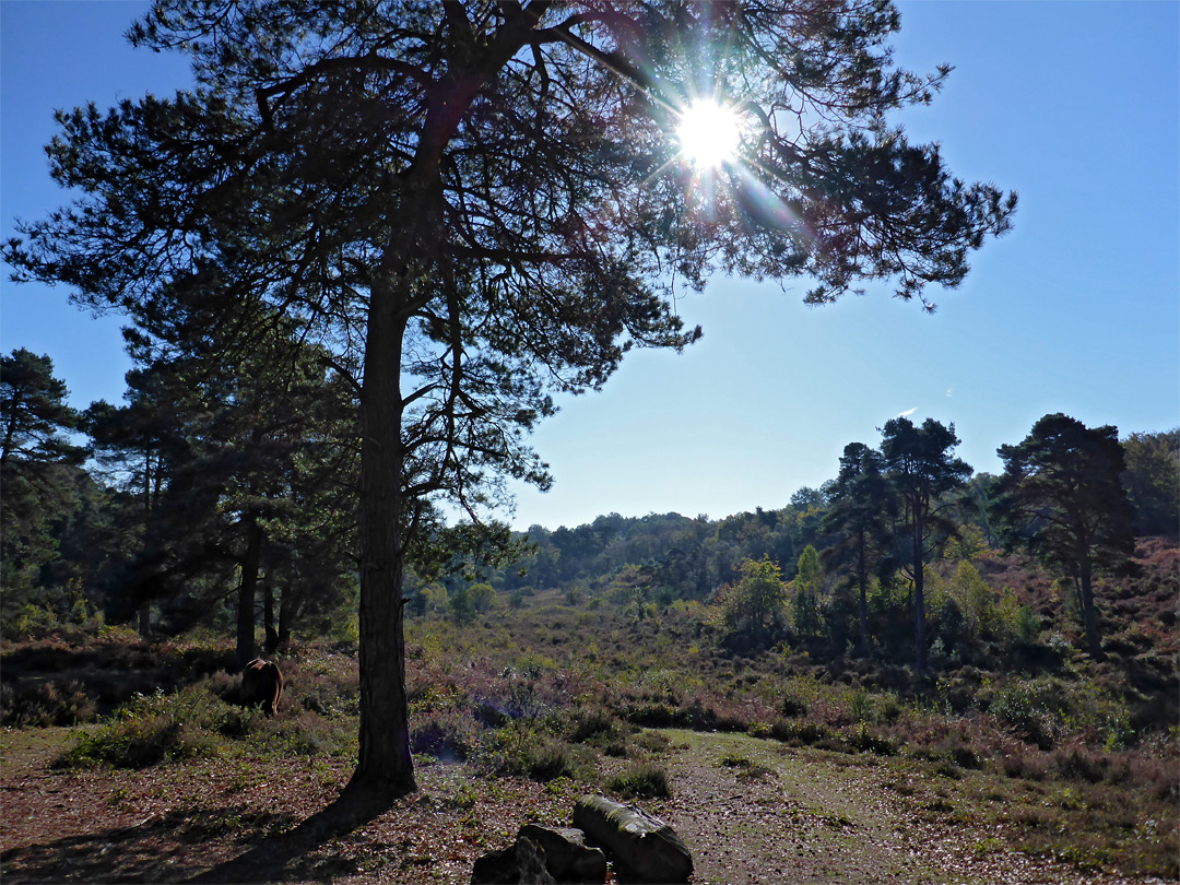 Tree beside the heath