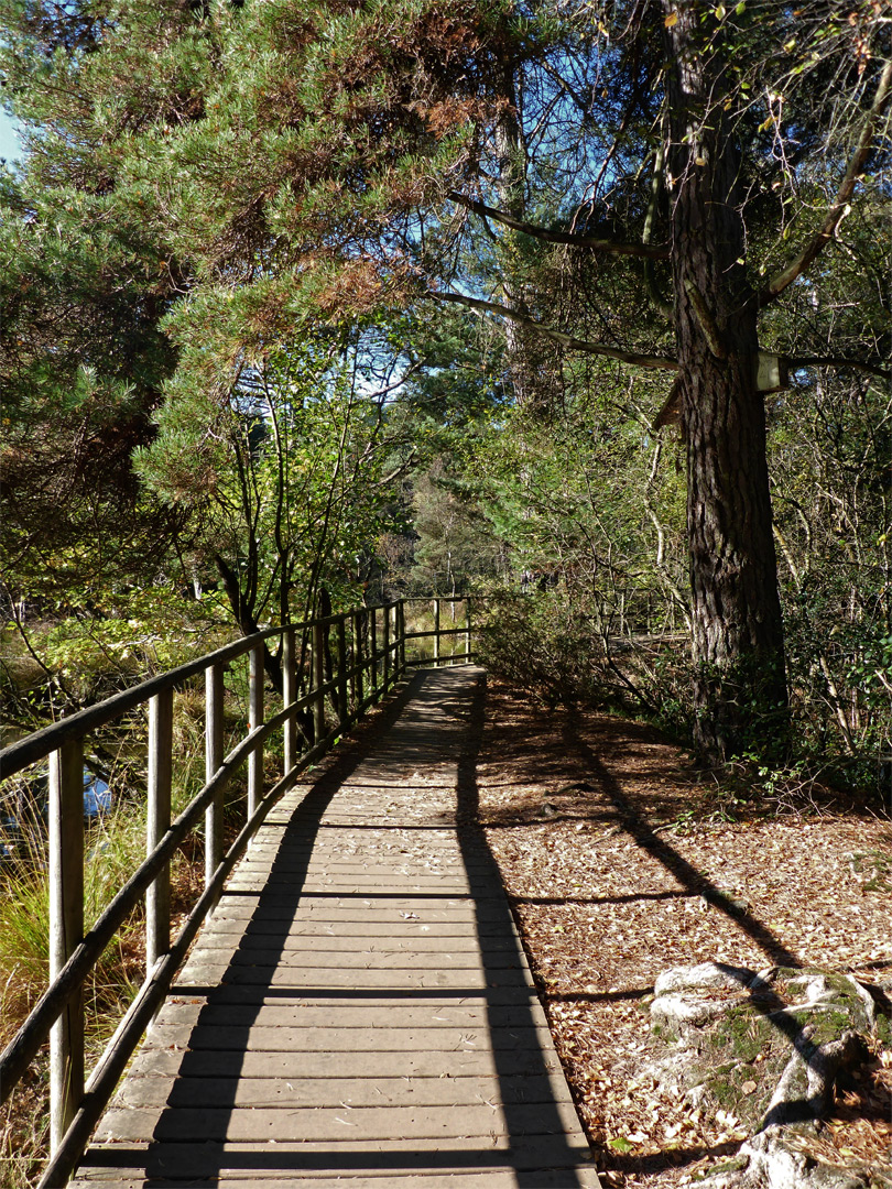 Wooden walkway