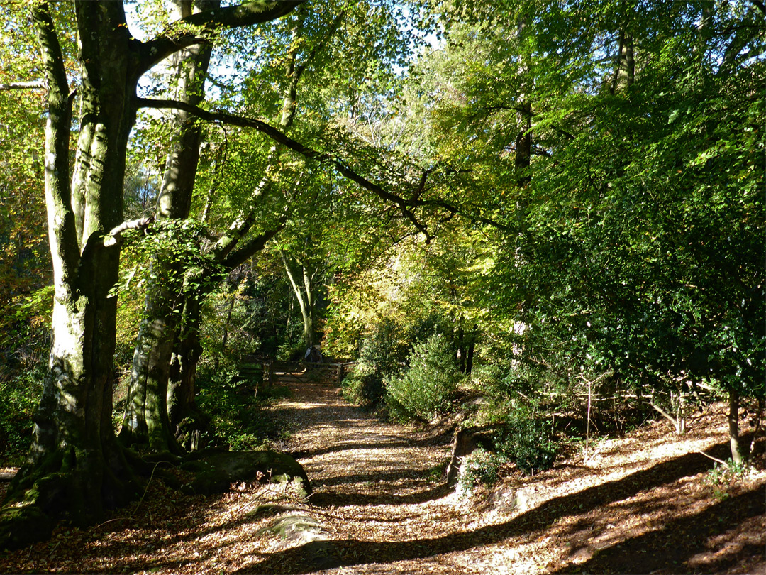 Edge of Brock Wood