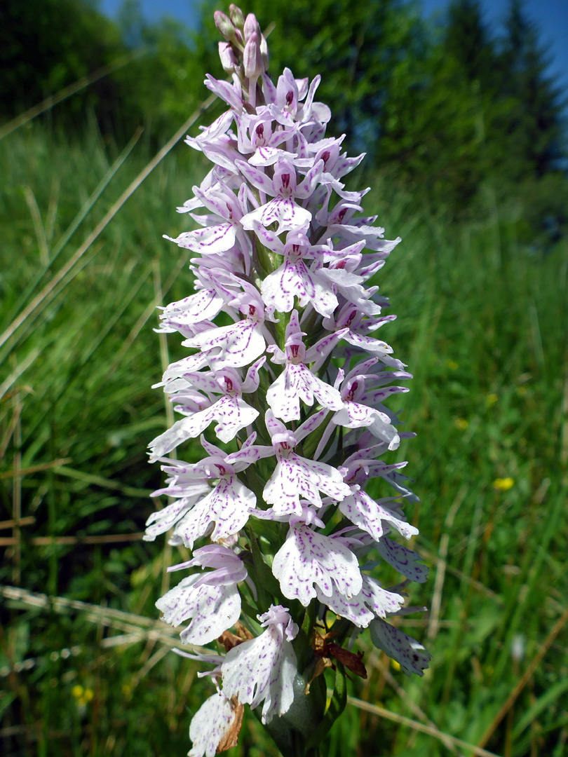 Heath spotted orchid